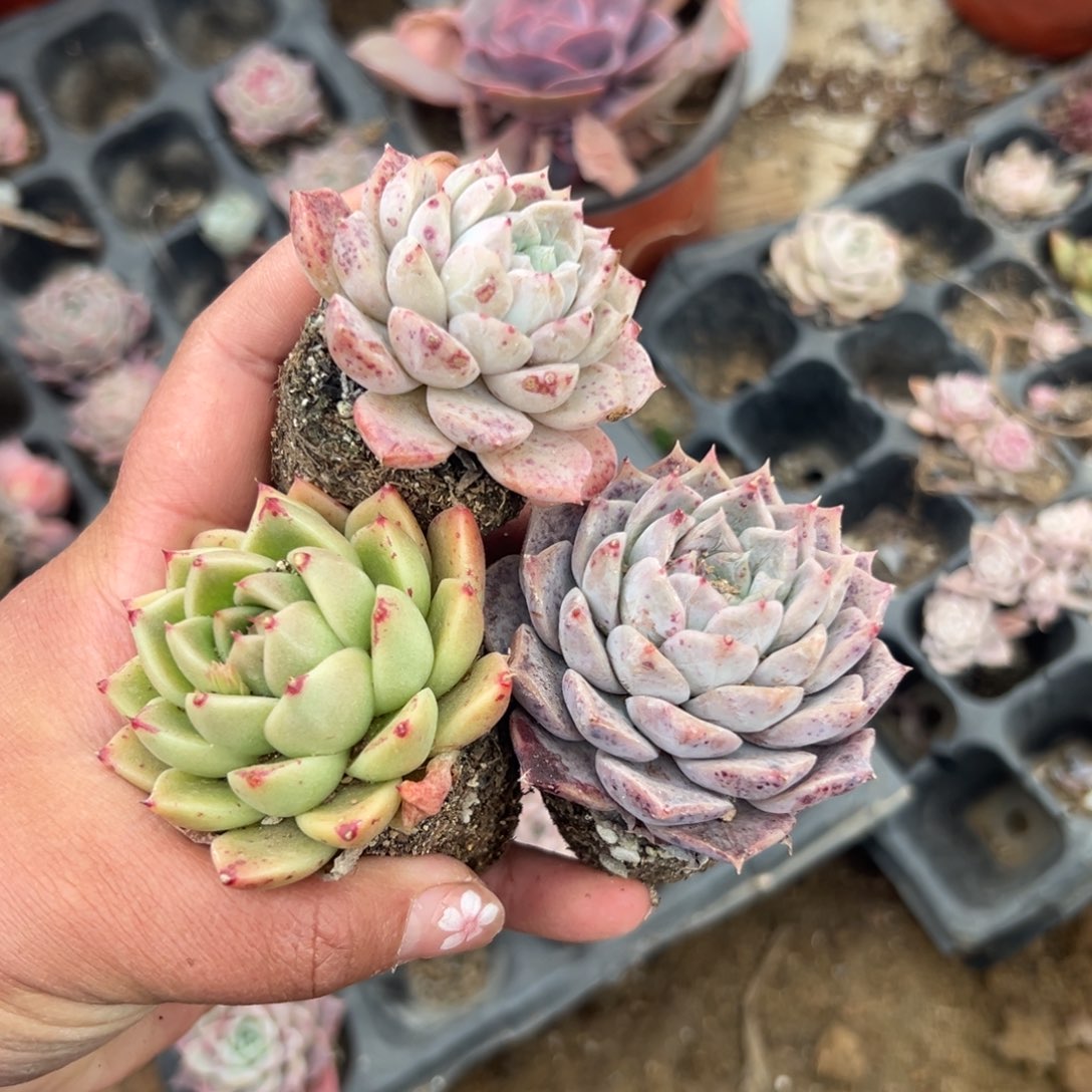 多肉植物多肉植物