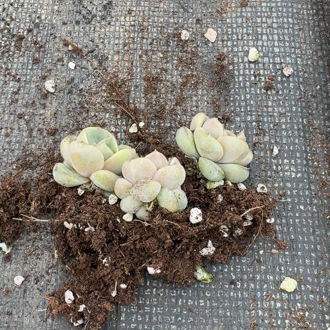 皮艾拉珍妮苗子三颗量拍15-211