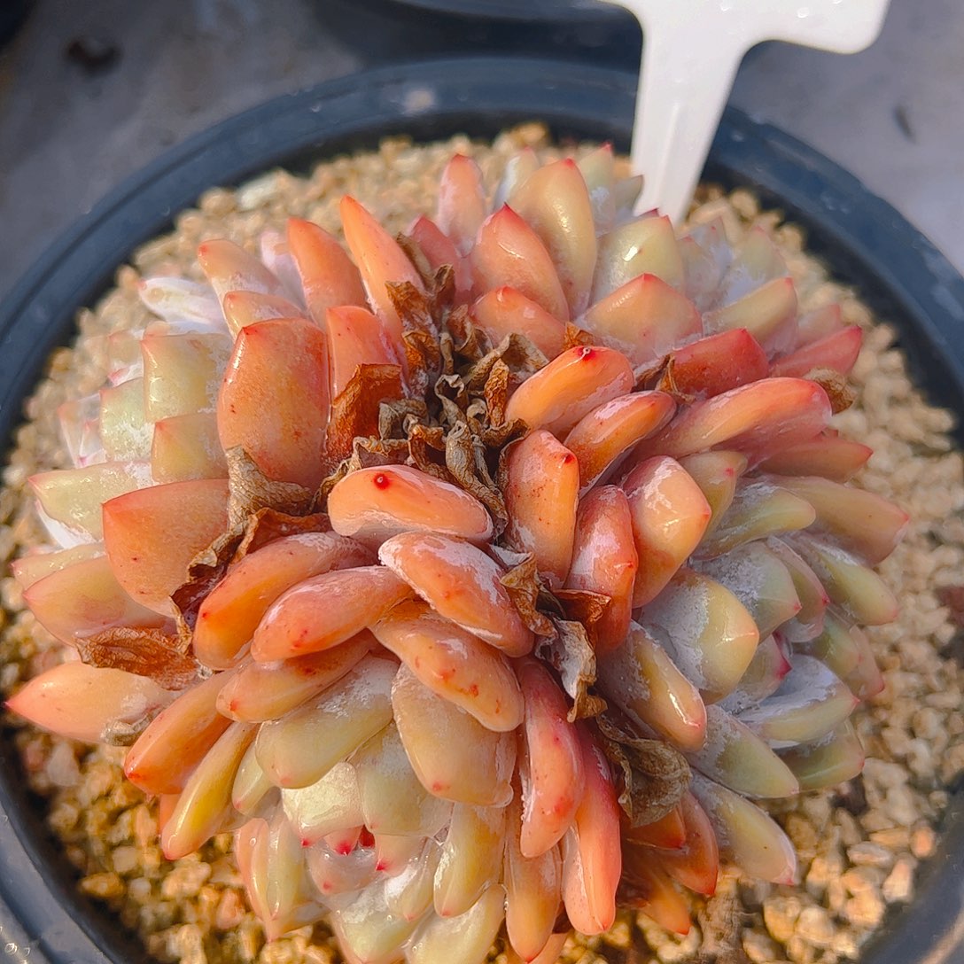 四头橙梦露1256号一物一拍