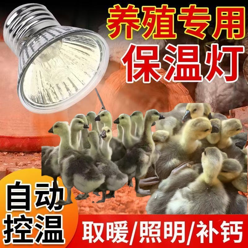 农家养殖户鸡鸭鹅狮头鹅专用保温灯小鹅可用