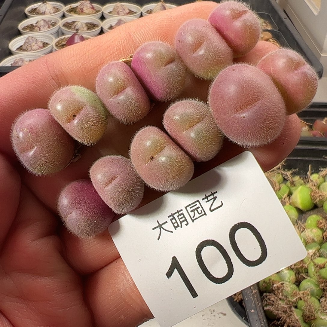 一物一拍。          100