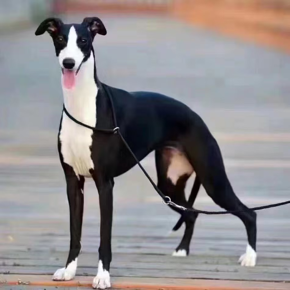 「猎犬之家」宠物活体狗狗