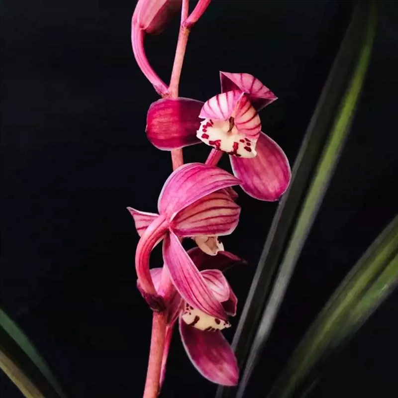 兰花 一物一拍链接