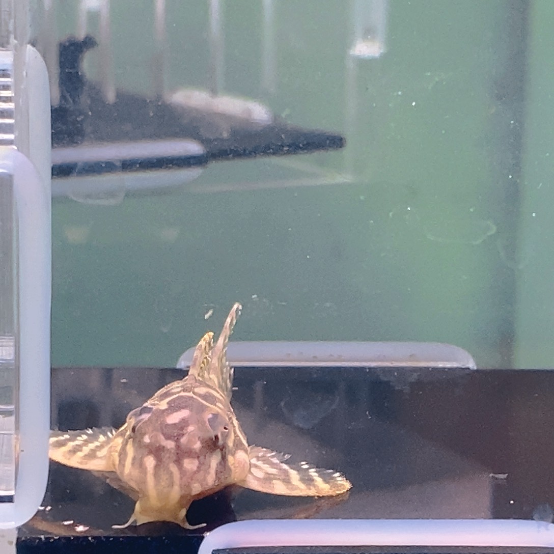 清道夫鱼帝王异型24号