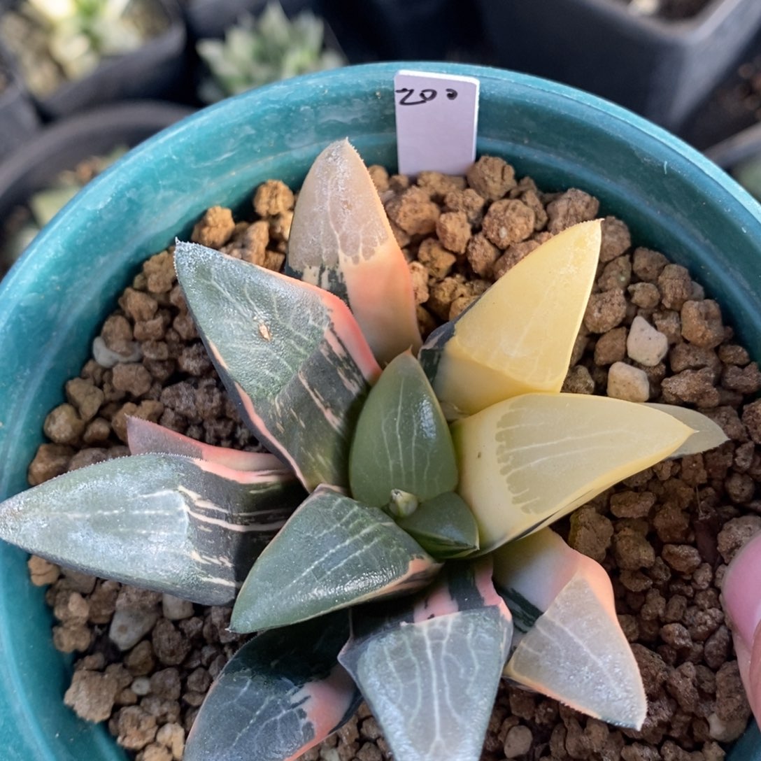 一颗实生大克锦 圣诞福利