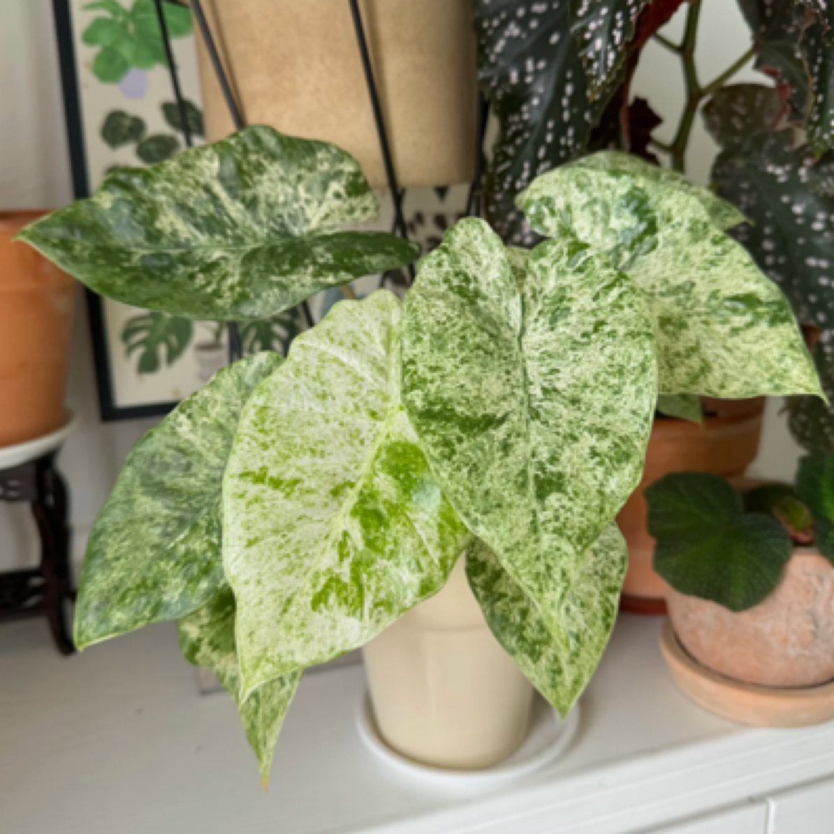 【松染·优选】自然出锦！入门款海芋好看好养超强雨林感大气植物小众