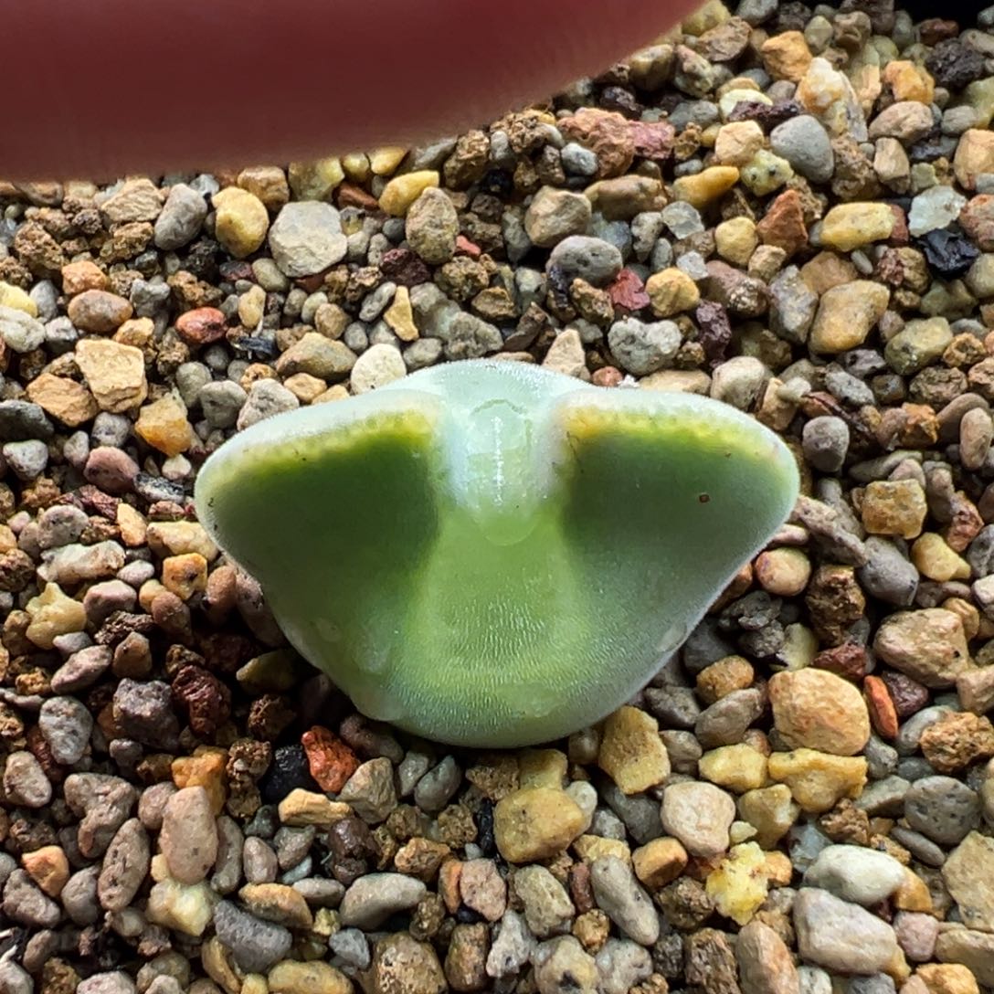 198多肉单头优选猫耳空蝉一棵特