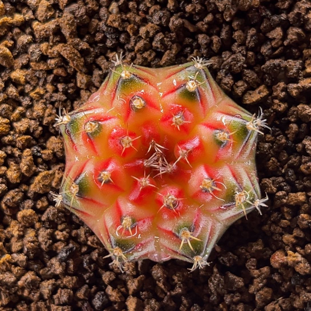 穹顶轮回 米哈仙人球