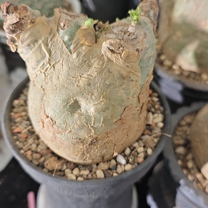 一物一拍，安哥拉葡萄翁