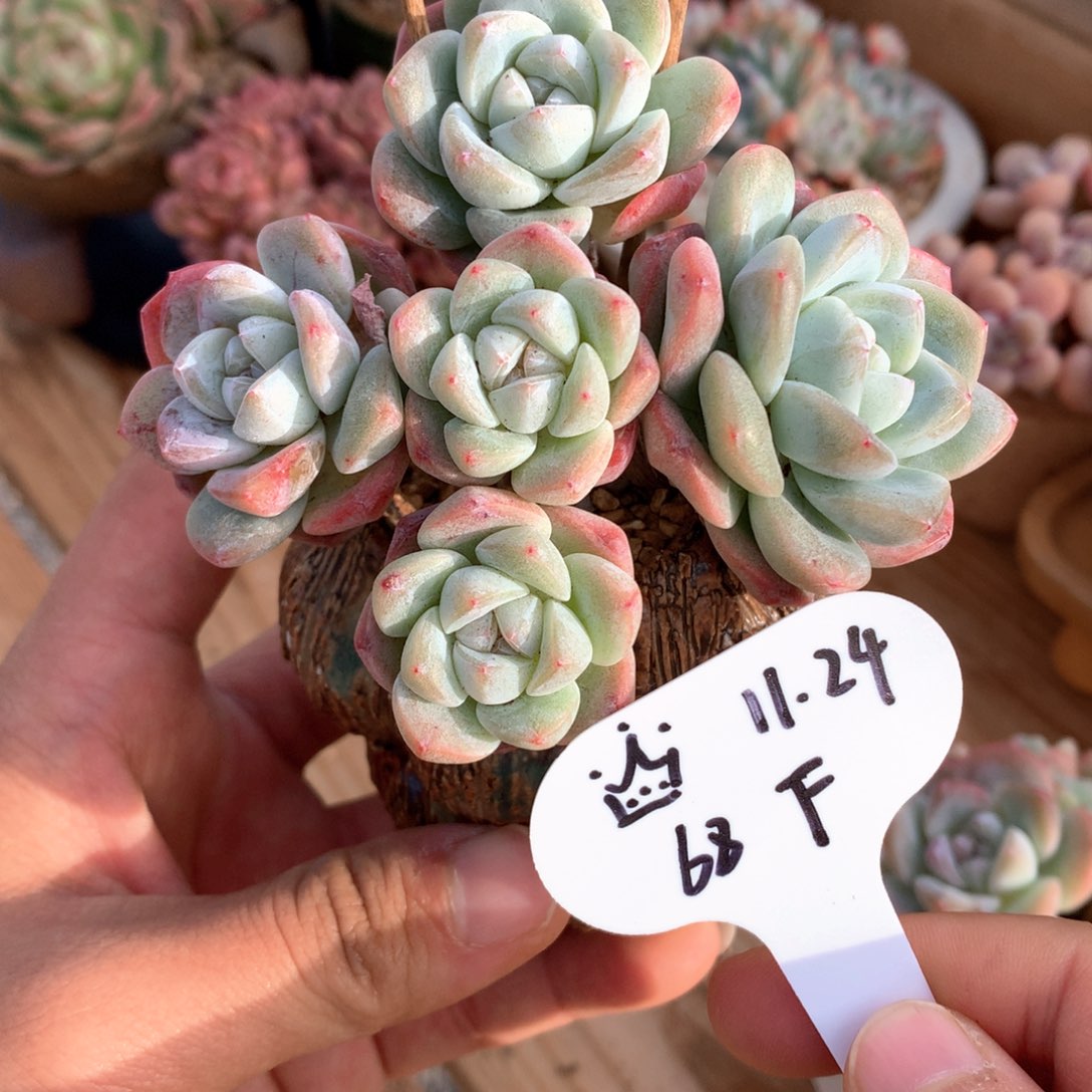 ****冰玉群生整一物一拍