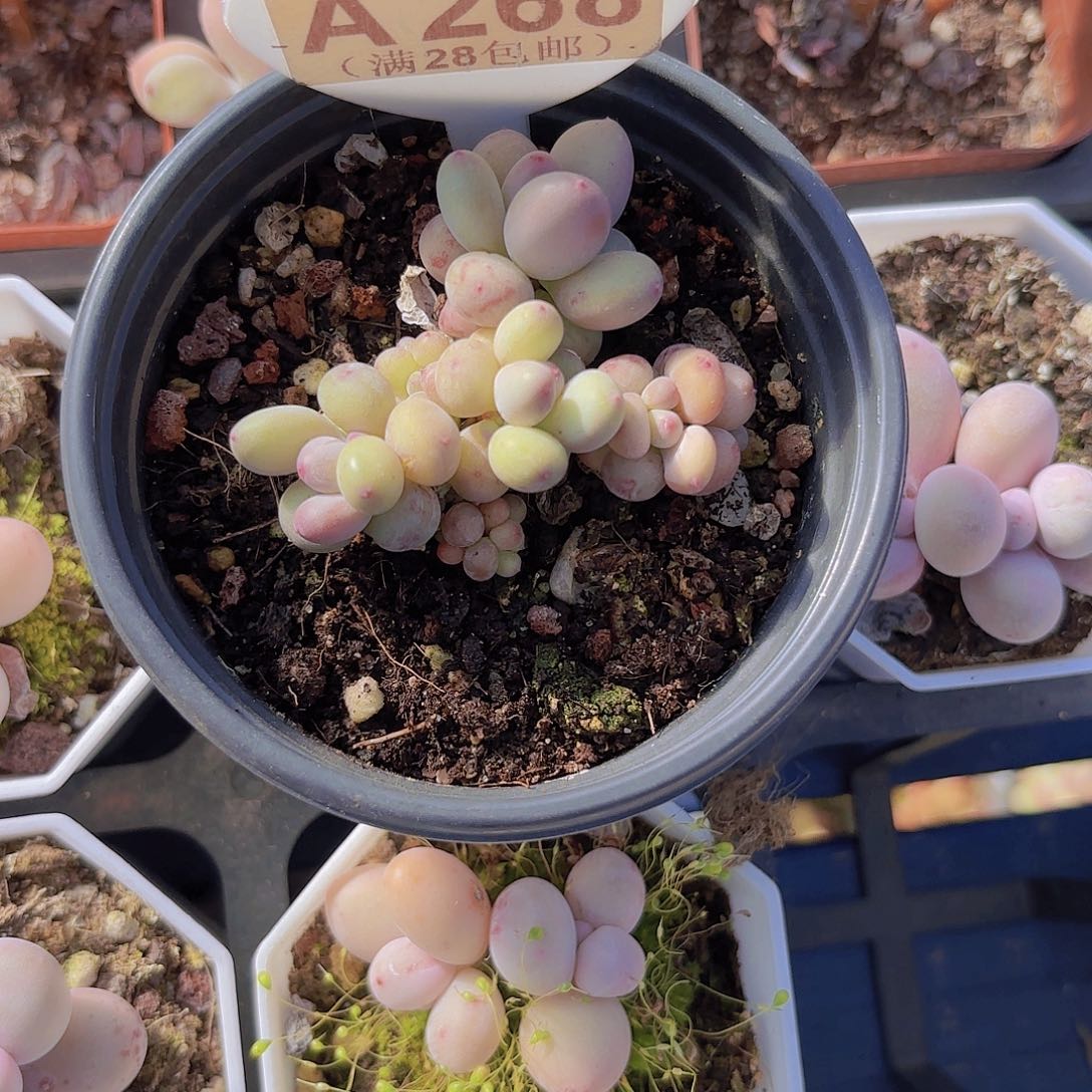 A268萤火虫一物一拍