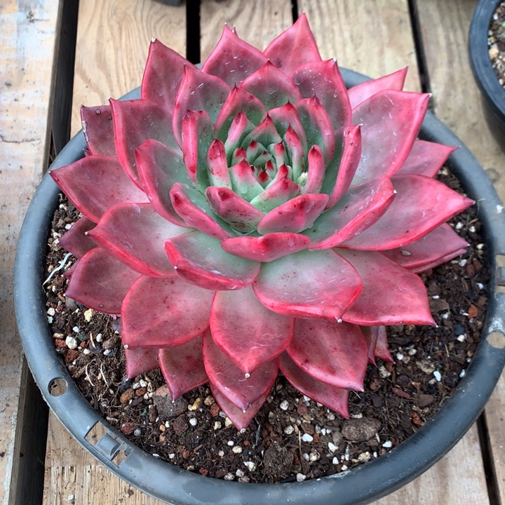 美肉特价活动开始啦