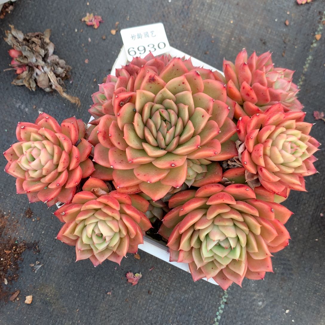 6930杂交多肉老桩