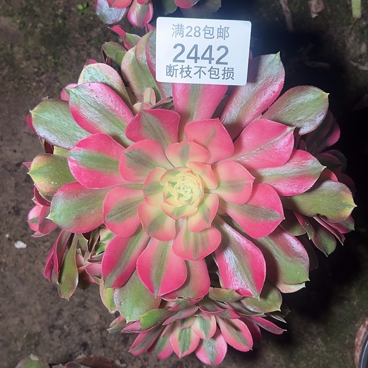 2442香妃多肉植物