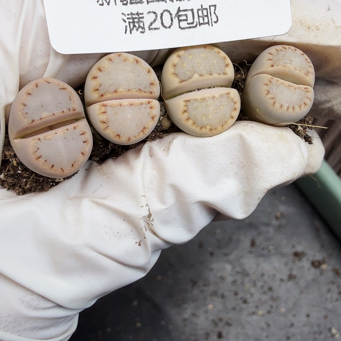 我想吃东西我自己来嘛137是