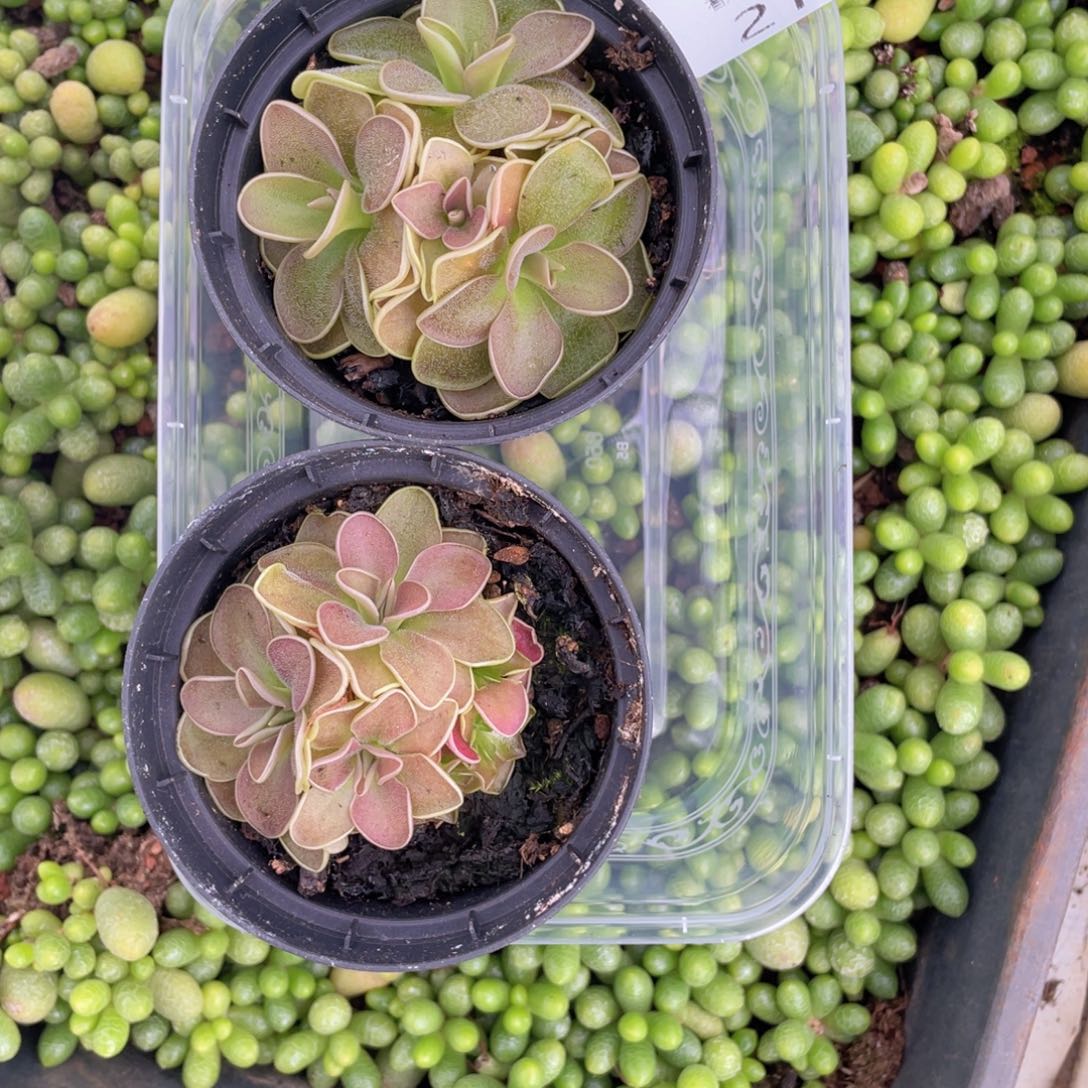 云糖心多肉植物215