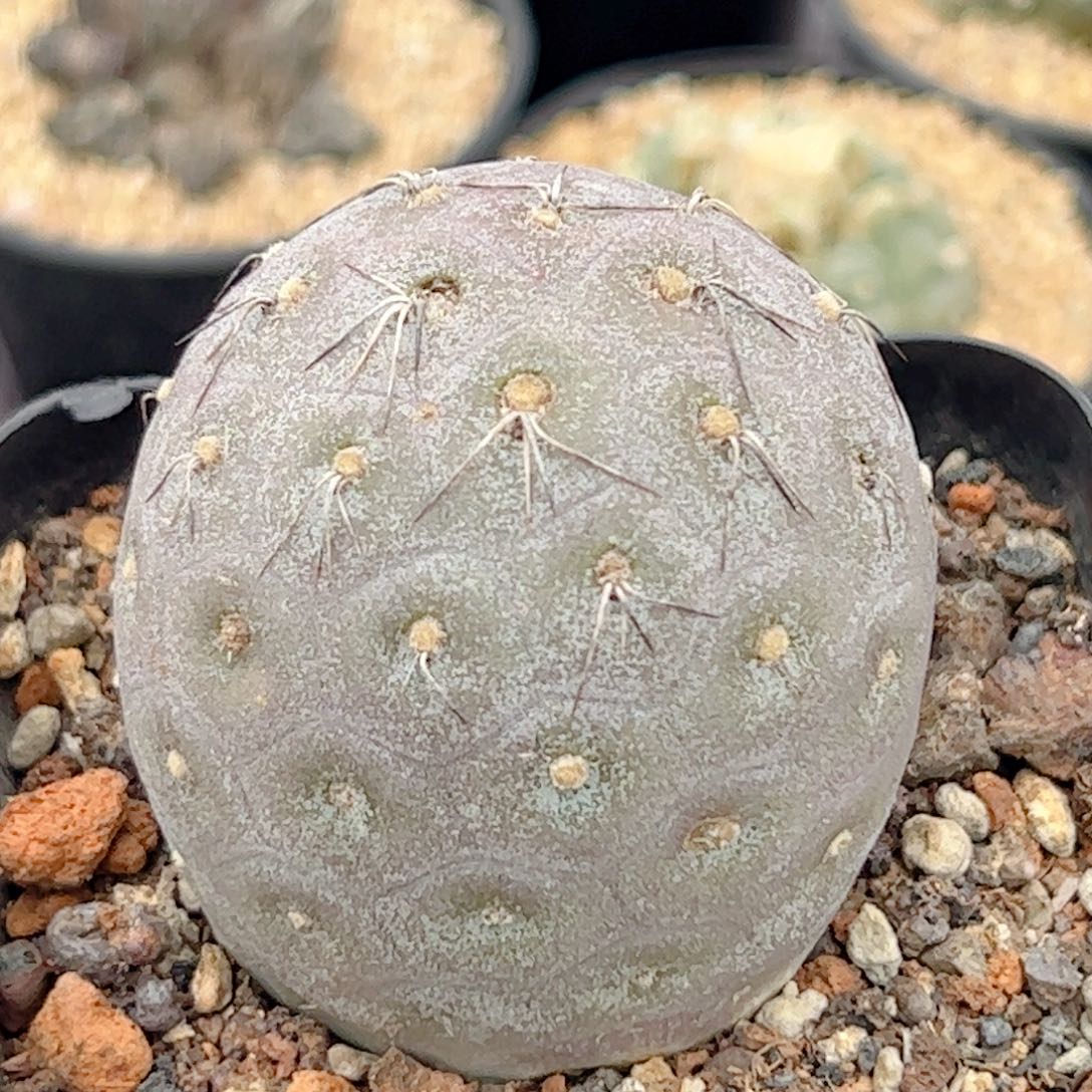 足球习志野仙人球5.4厘米