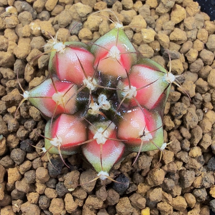 当前无花朵，栽培后可花朵