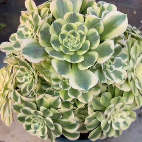 360绿豆沙25厘米左右