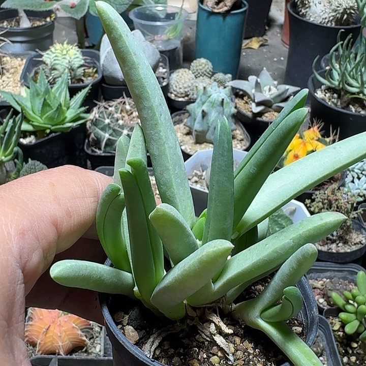 725海妖带盆发货实生