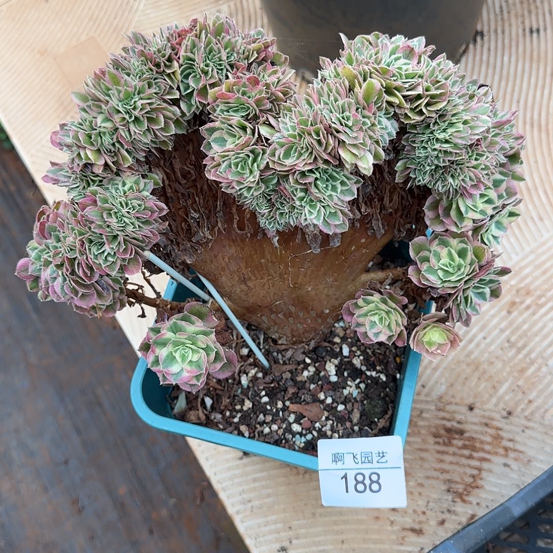 荷***田188多肉  玉姿缀福利