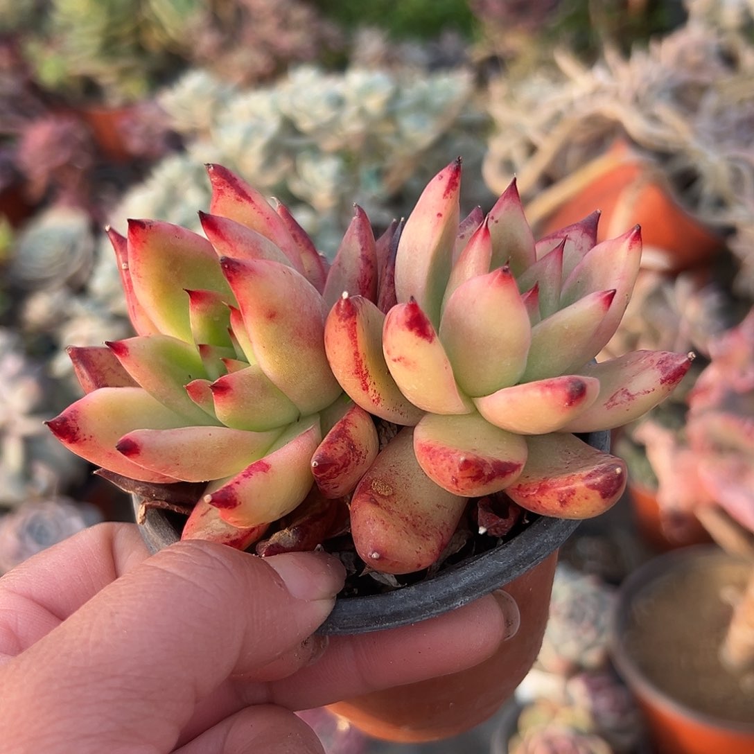 多肉植物多肉植物