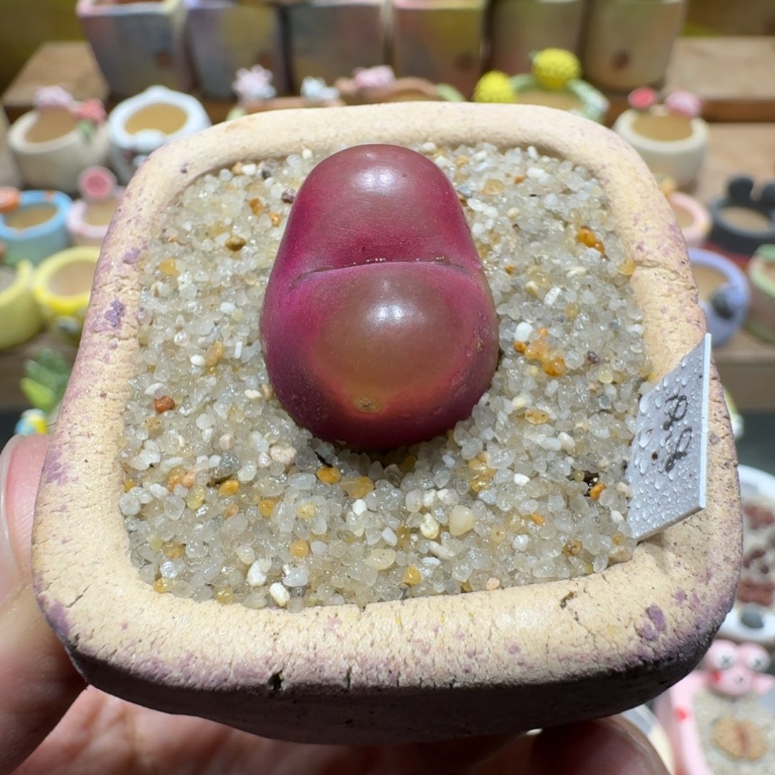 蘑菇1213毛汉尼多肉植物