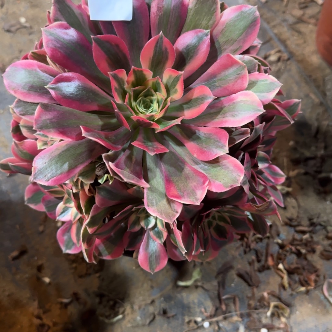 快***人粉女妖一物一拍272