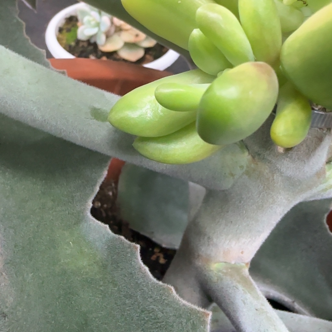 四****)芒果奶侧芽，多肉植物