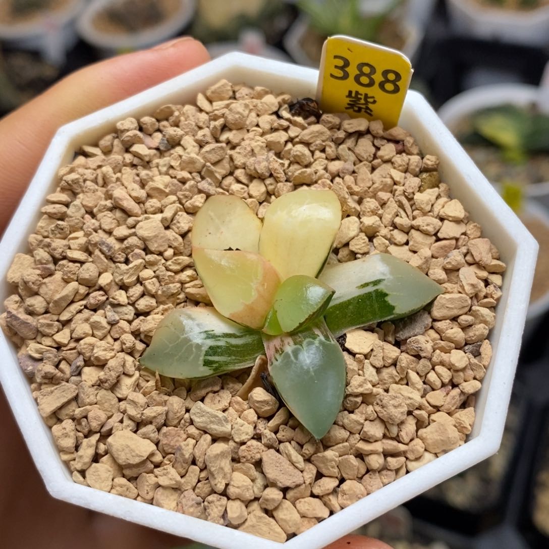 388火凤凰克多肉植物 