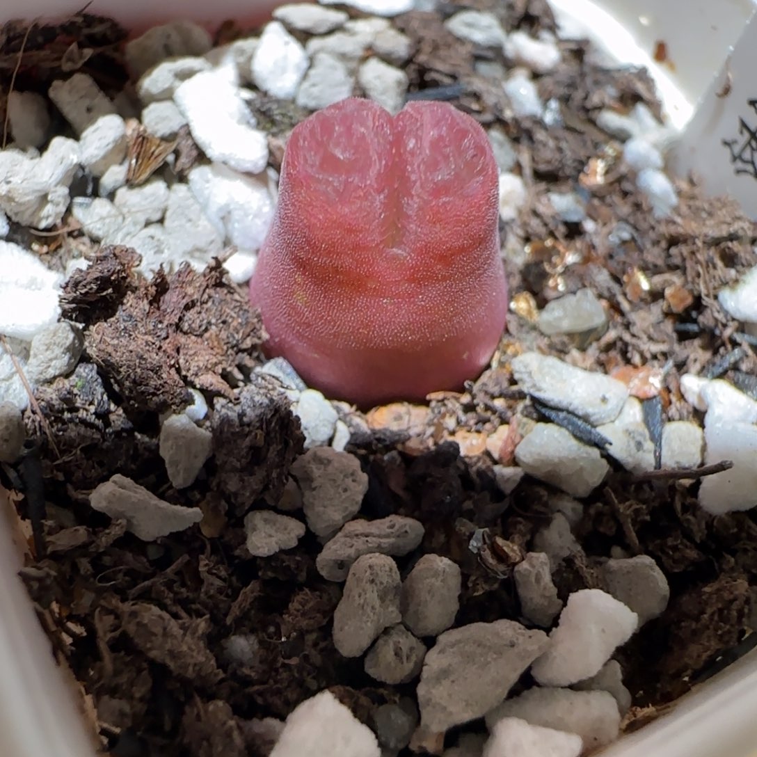 肉锥多肉植物百科4-10km风铃300