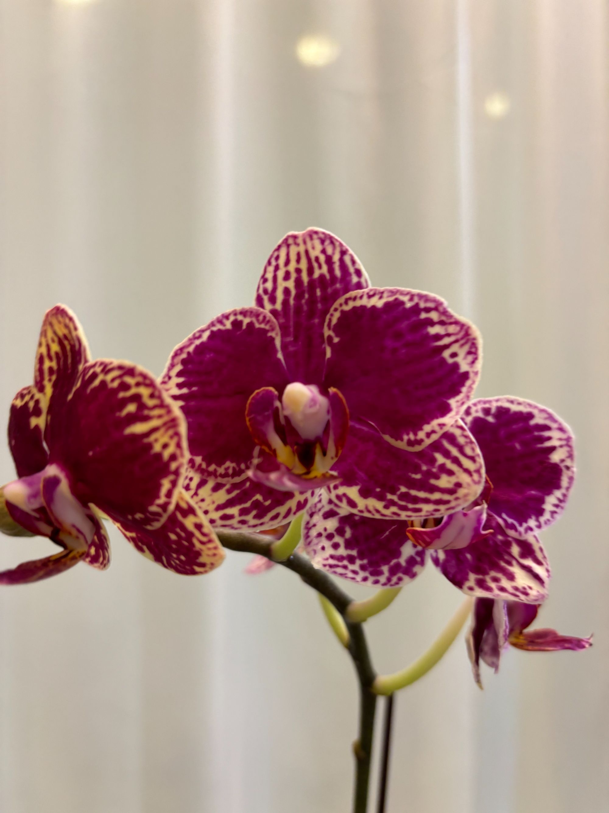 蝴蝶兰【可乐】带花发货 室内客厅阳台花卉 好养易活