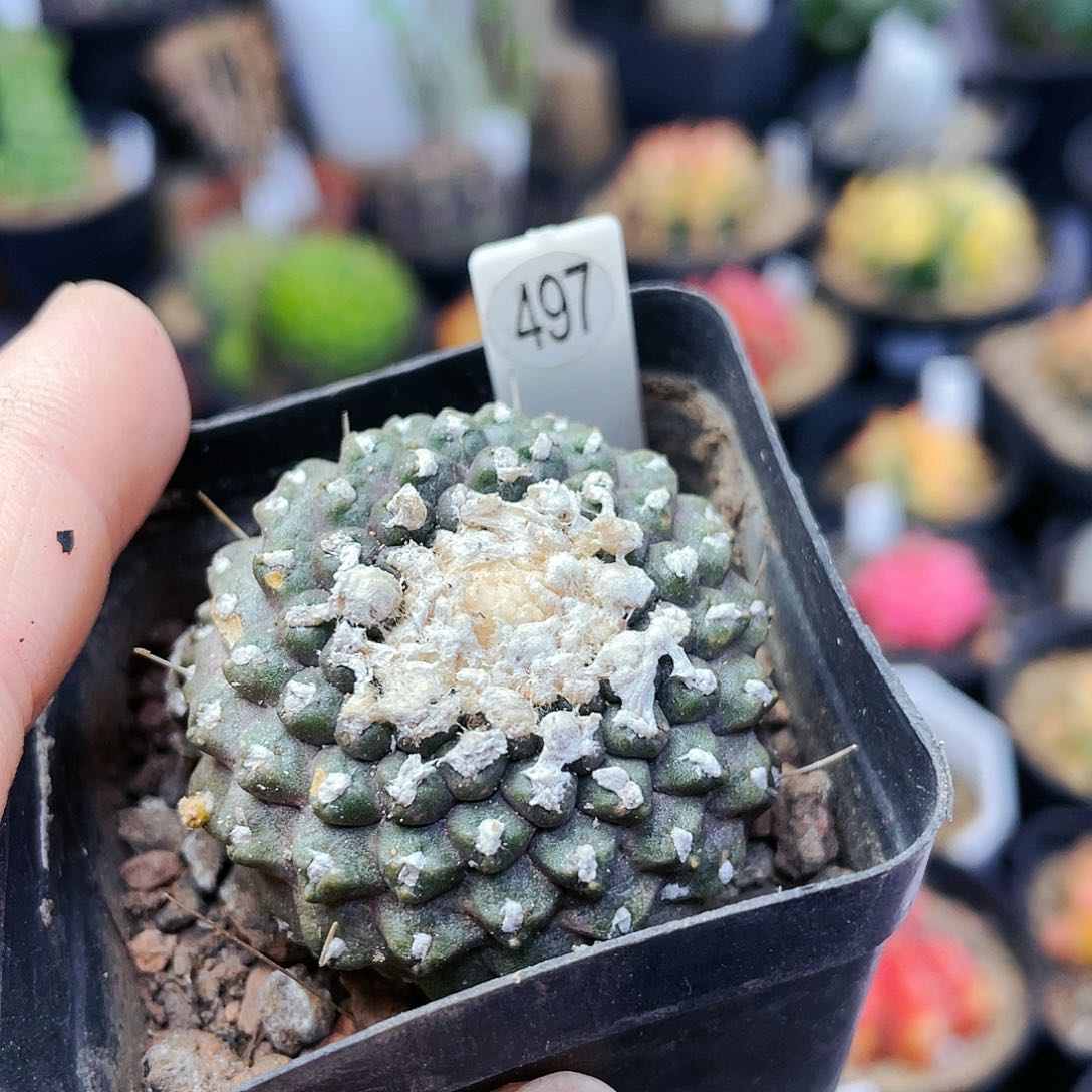 墨蝶非偏远地区满25包邮仙人球