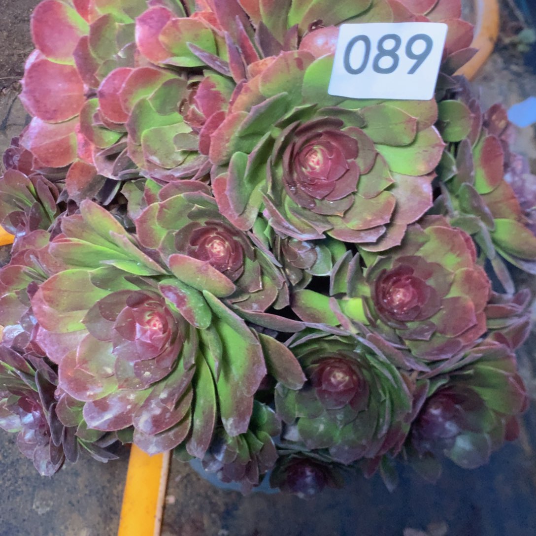 089变异多肉植物