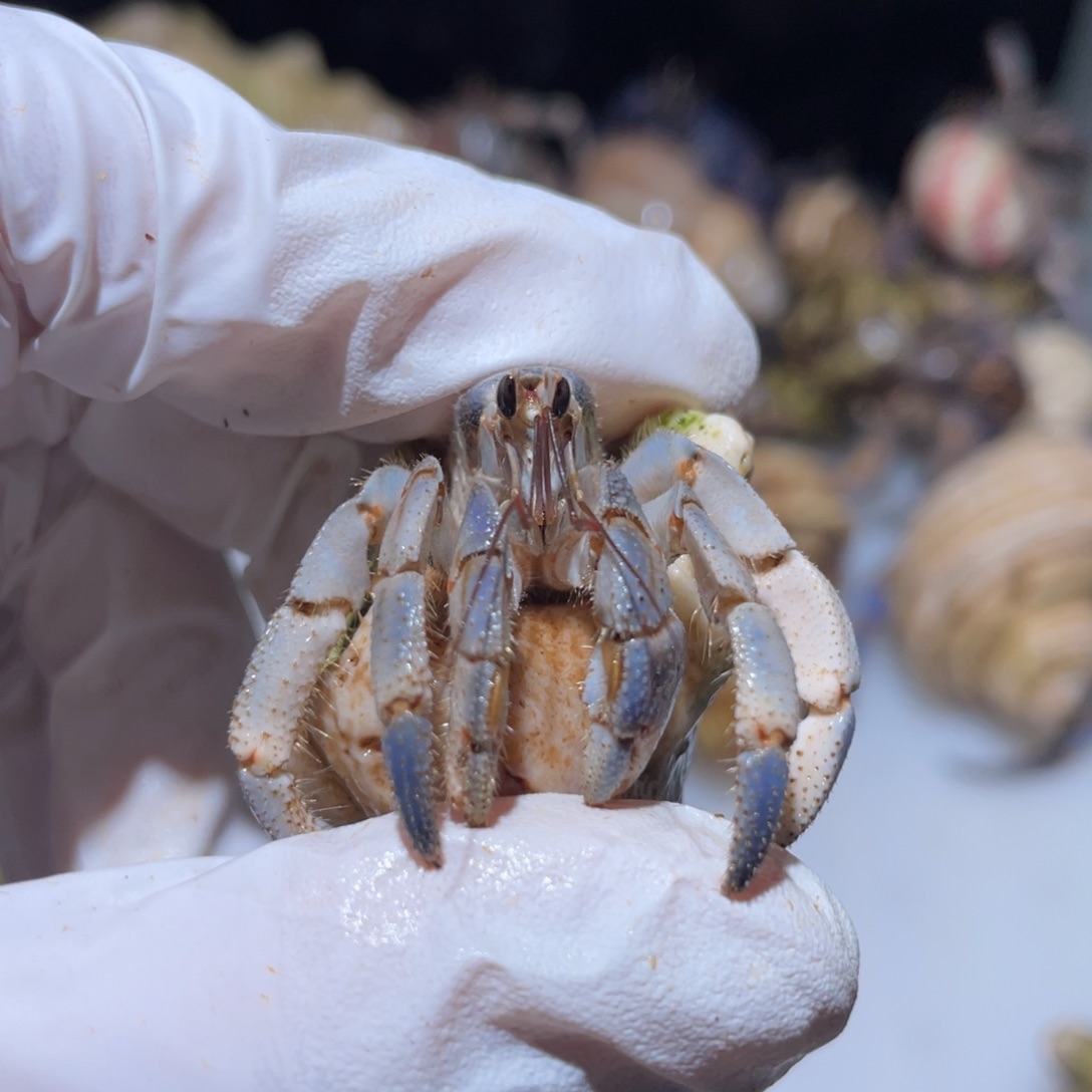 R9-1.7貌似再生钳子