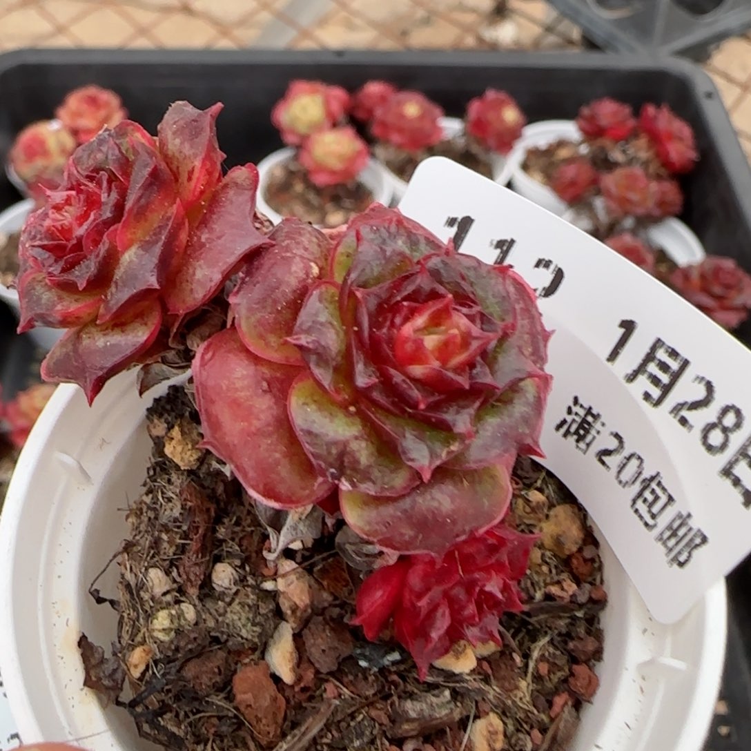 花语逸镜0128-112妖娆