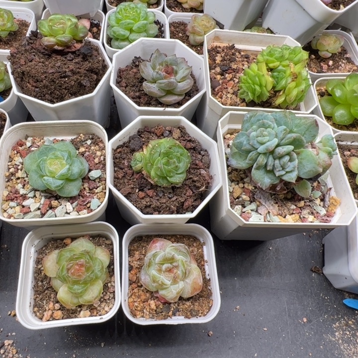 不***学一物一拍张同学zzzzz