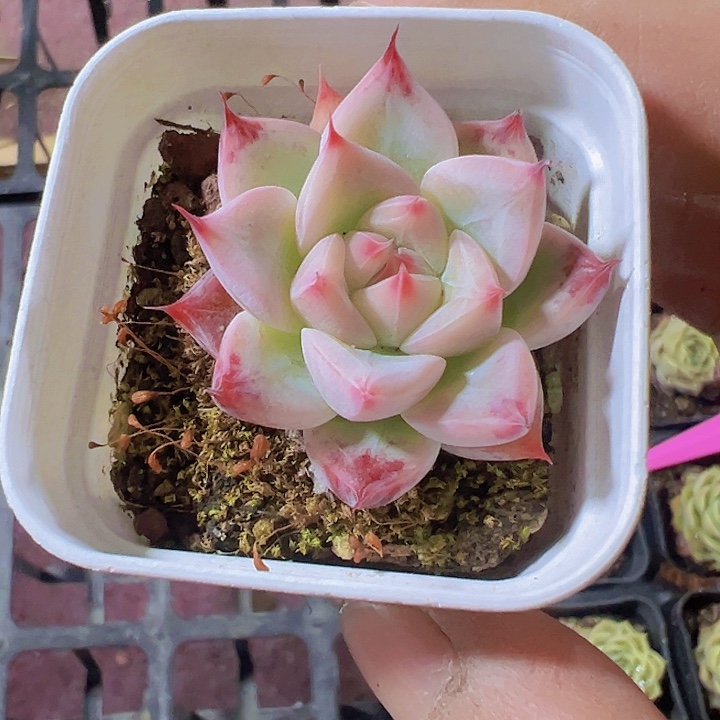 婚戒精品多肉植物