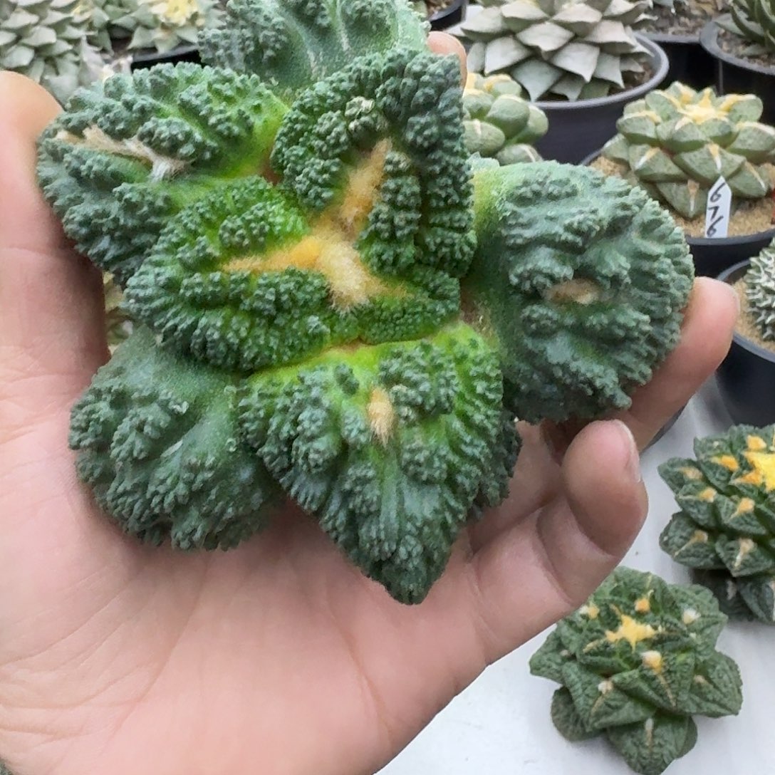 哥斯拉龟甲，暂未开根