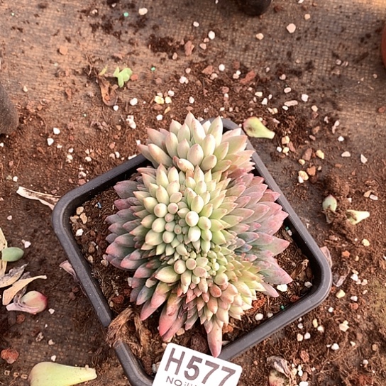 所罗门缀化577 亏本处理退款拉黑7-8天发货