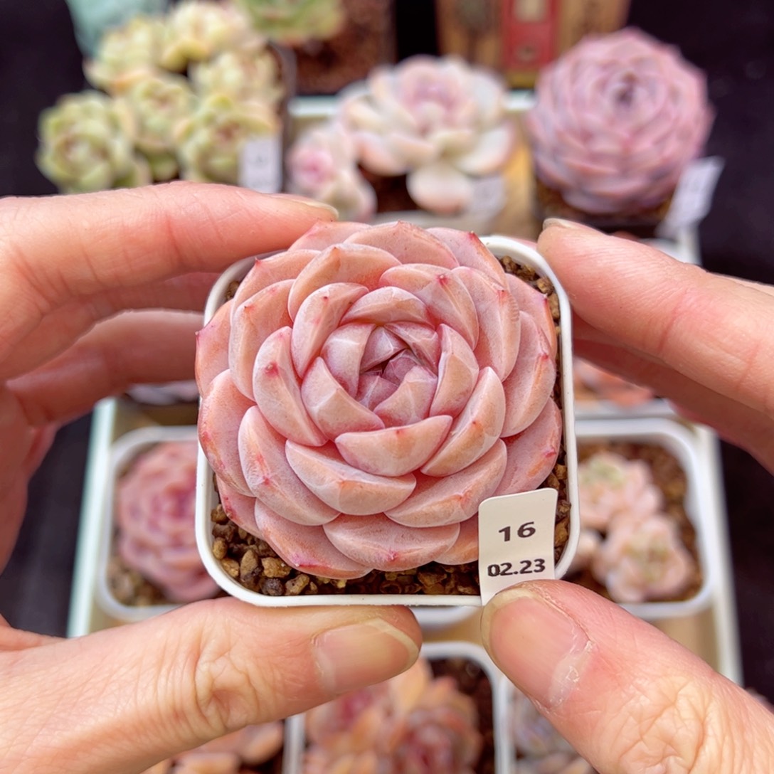 元気小桃16、哈哈