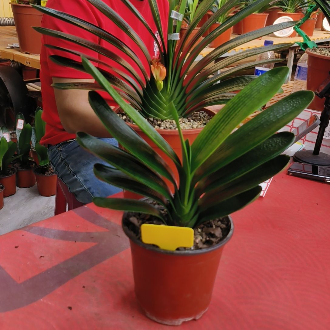 光***军当前无花栽培后可以开花