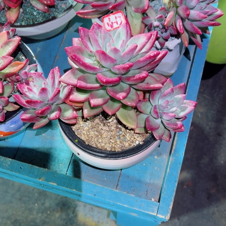 ?****s精品多肉植物老桩