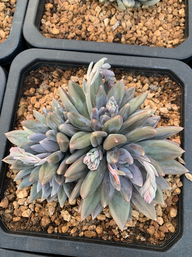 月蒙匠心精品多肉5