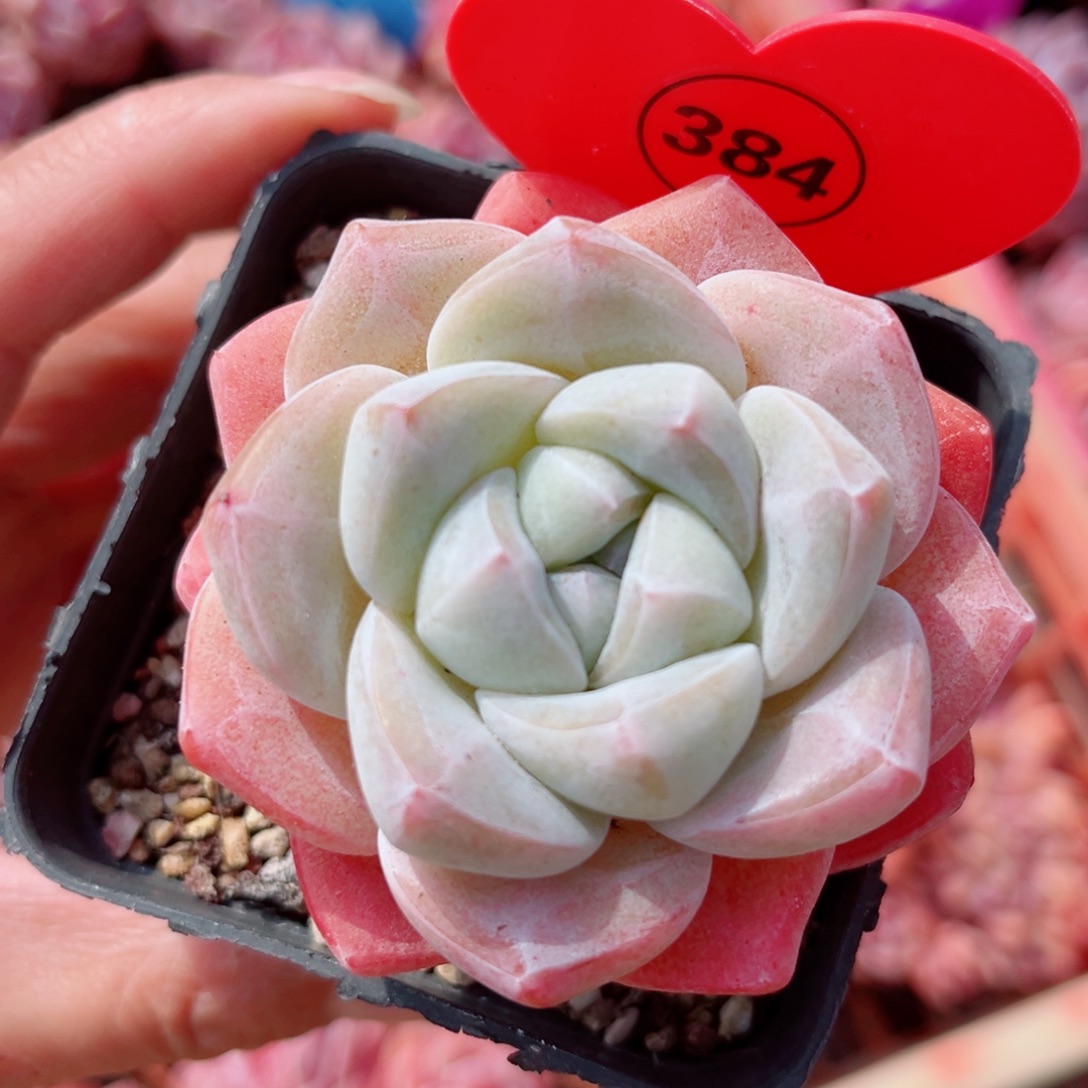 384号小老桩冰玉单头