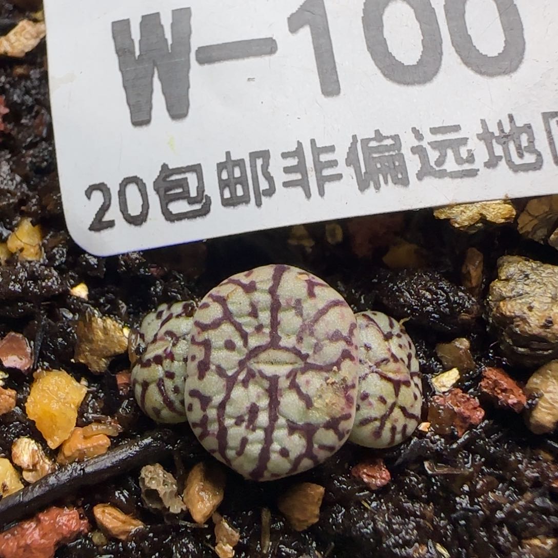 墨带盆土发货。     