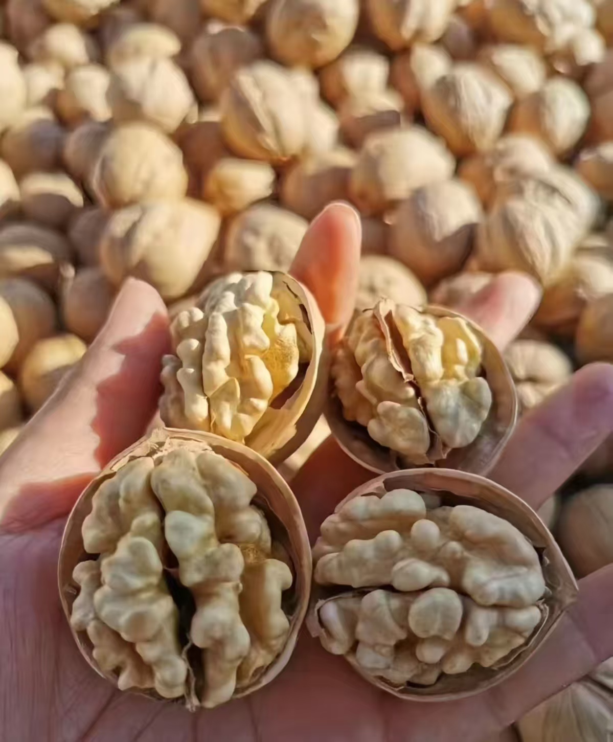 2025薄皮核桃（净重1斤）大果