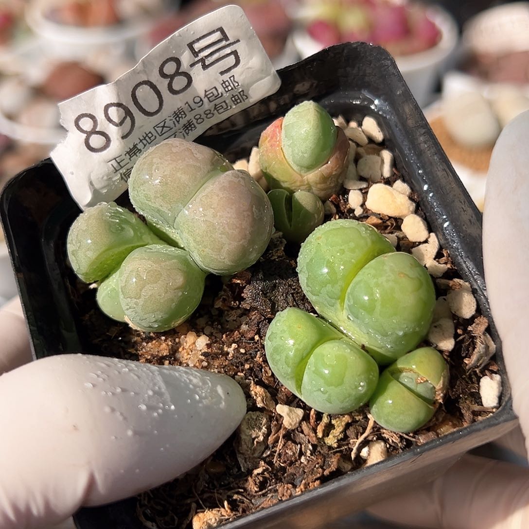 好养易活生石花大母本8908