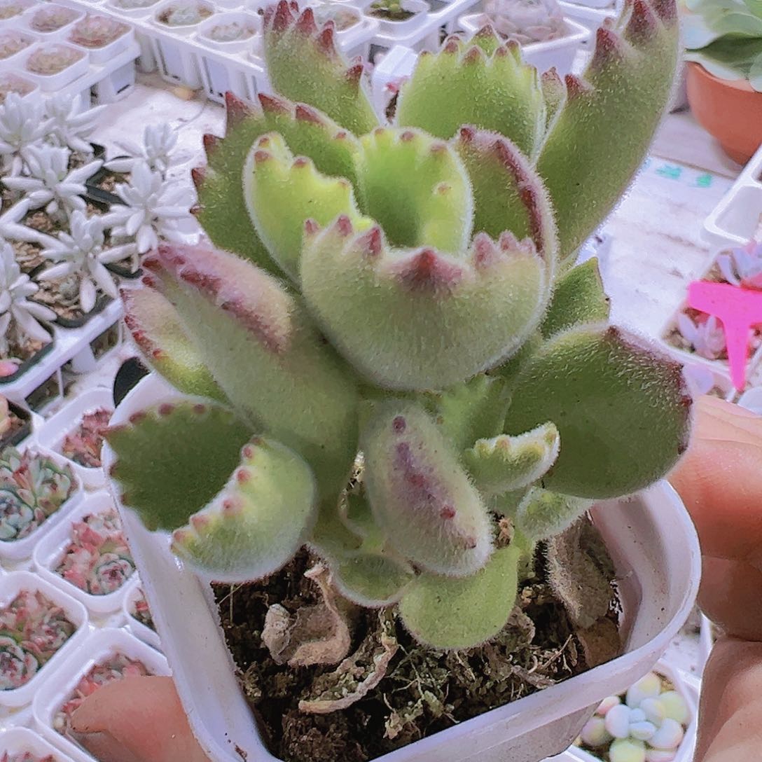 绿熊19包邮多肉植物