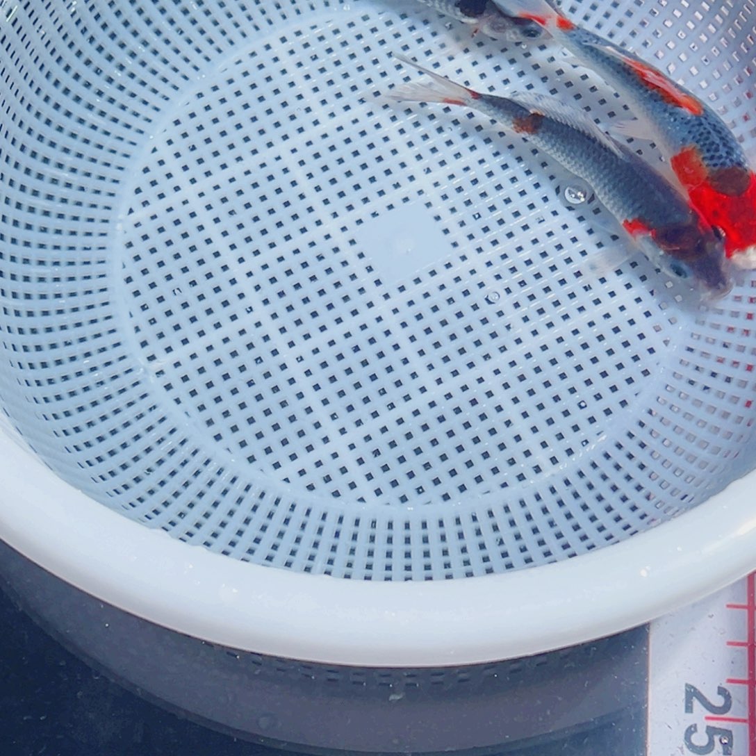 锦鲤锦鲤观赏鱼1111